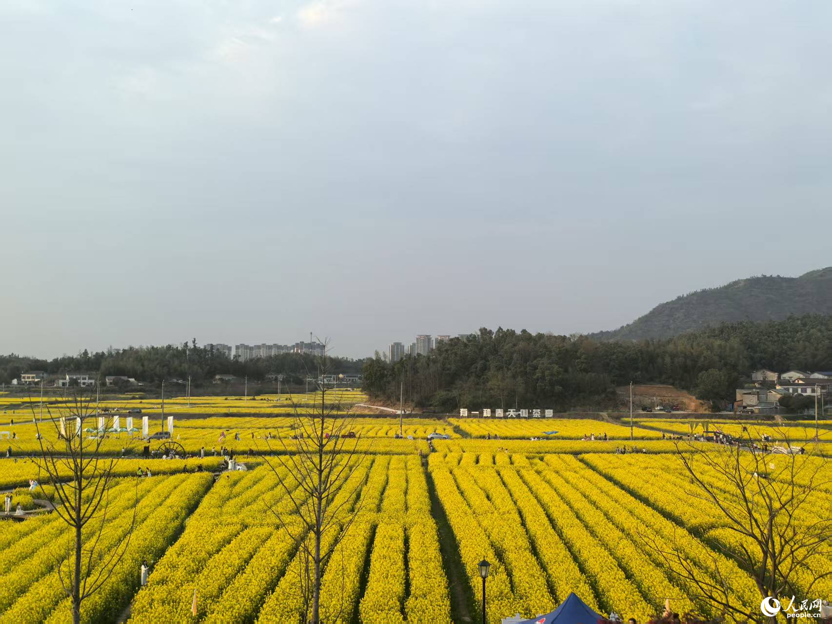 BD半島APP村落復興看“湘”村